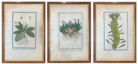 Tre incisioni acquerellate a soggetto botanico, tavole tratte dall'opera "Hortu