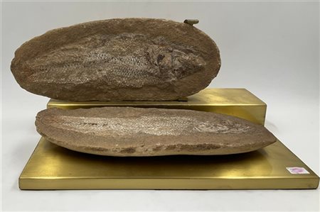 Lotto composto da due fossili di pesce (l max cm 32) su base in metallo dorato