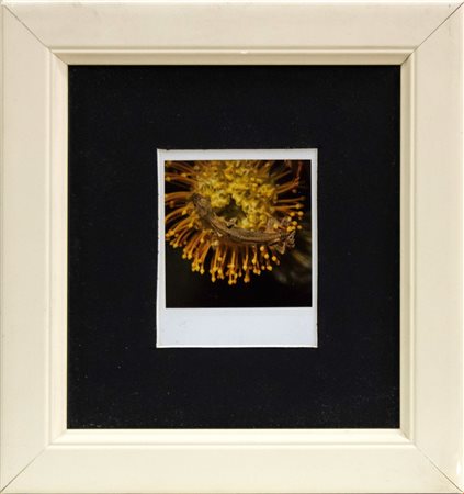 Nobuyoshi Araki, Flower, Yamorinski, Bondage 2006, Polaroid, cm 10x8cm,...