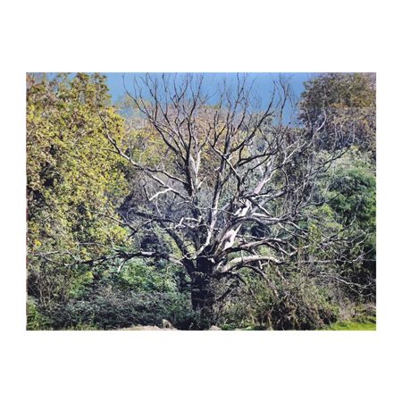 Abbas Gharib Teheran 1942 26x21 cm. "Lonely tree", 2024, stampa digitale su...