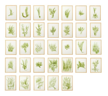 GIUSEPPE PENONE (Garessio 1947) “Trentatre Erbe”, 1989. Serie di 33...