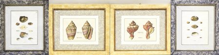 CONCHIGLIE - SHELLS due coppie di litografie - two pairs of lithographs, in...