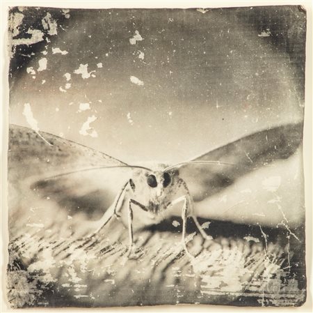 Doug + Mike Starn (1961)  - Attracted to Light 32, 1996/2010