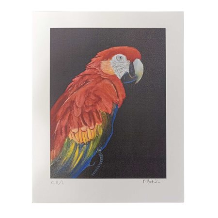 Franco  Battiato (Giarre  1945 - Milo 2021)  - Pappagallo