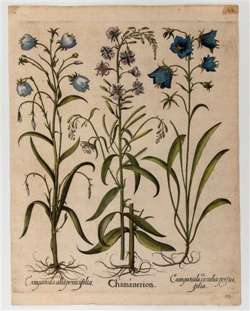 Basilius Besler
(Norimberga 1561 - Norimberga 1629)
 Chamaenerion