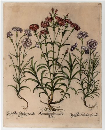 Basilius Besler
(Norimberga 1561 - Norimberga 1629)
 Amerius pleno rubro flore 
