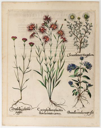 Basilius Besler
(Norimberga 1561 - Norimberga 1629)
 Caryophyllus sylvestris flore laciniato carneo