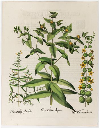 Basilius Besler
(Norimberga 1561 - Norimberga 1629)
 Cataputia vulgaris 
