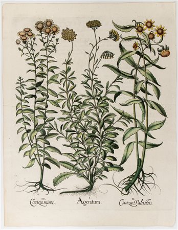 Basilius Besler
(Norimberga 1561 - Norimberga 1629)
 Ageratum