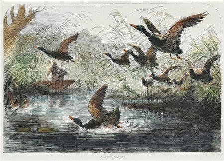 WILD-FOWL SHOOTING, 1858 silografia con acquarellatura coeva, cm 28x48 (con...