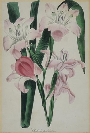 GLADIOLUS PUDIBUNDUS, Londra 1835 acquaforte con acquarellatura coeva, cm...