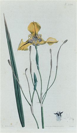 SENZA TITOLO, Londra 1815-1820 incisione all'acquaforte con acquarellatura...