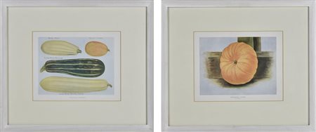 COPPIA DI TAVOLE CON VEGETALI, Londra 1870 circa cromolitografia, cm 35,6x41...