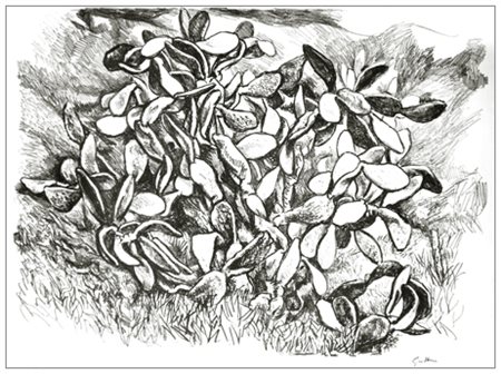 RENATO GUTTUSO Bagheria 1912 – Roma 1987 Fichidindia 1976 Litografia...