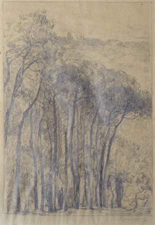 Ludovico Tommasi (Livorno, 1866 - Firenze, 1941) FAGGETA Matita su carta, cm....