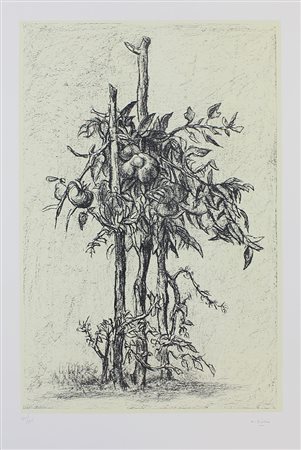 Ziveri Alberto Pianta di pomodoro, 1978 litografia a 2 colori su carta, cm....