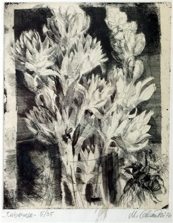 CALANDRI MARIO Torino 1914 - 1993 "Tuberose" 1974 50x33,5 foglio, 29,4x23,6...