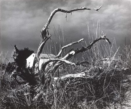 Mario Giacomelli Senigallia (An) 1925 - 2000 La casa e l’albero, 1981 Stampa...