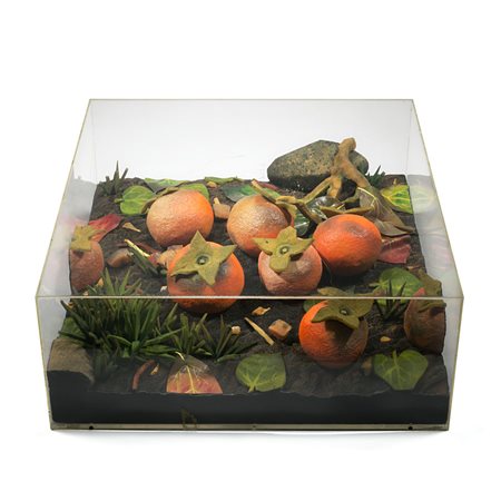 Piero Gilardi (Torino 1942) - "Cachi" 1986 poliuretano espanso in scatola di...