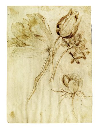 Jacopo Ligozzi [alla maniera di], Foglio di studi per tulipani e altri fiori....