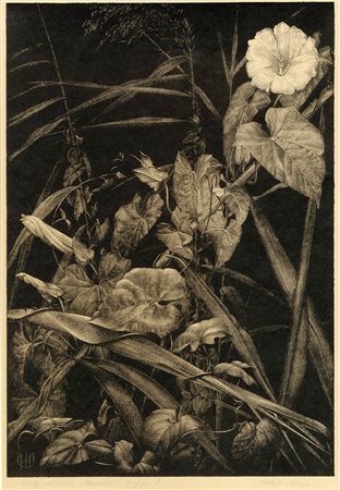 Wilhelm Heise, Schilf und winde (Canne e convolvolo). 1925 ca. Litografia. mm...