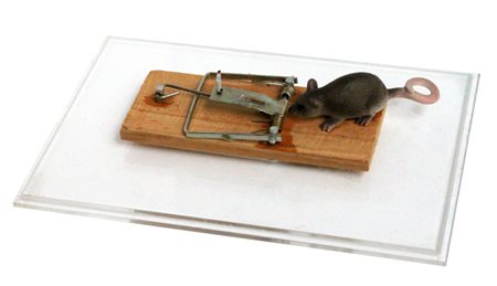 FRANCESCO DE MOLFETTA Garbagnate Milanese (MI) 1979 TRAPPOLA PER TOPI 2004...