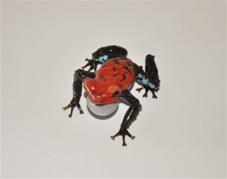 Anonimo Rana che si accoppia Rana che...