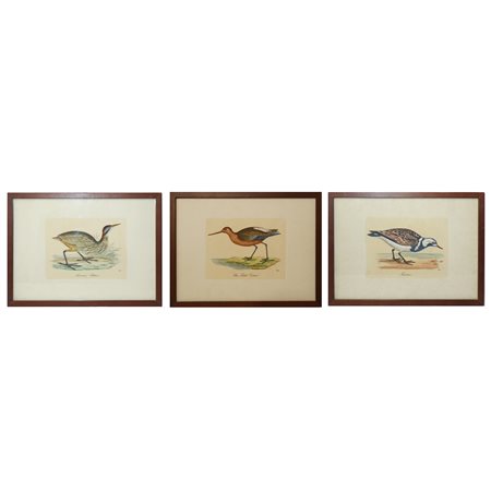 N°3 Incisioni raffiguranti: American Bittern, Bar.Tailed Codvit, Turnstone, fine 19° secolo