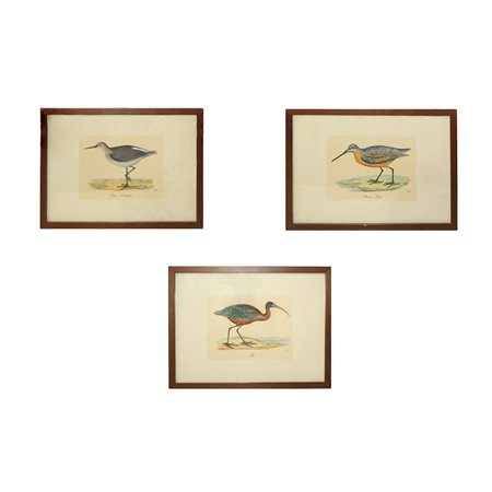 N°3 Incisioni raffiguranti: Brown snipe,Ibis, Creen Sandpiper, fine 19° secolo