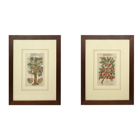 N°2 Xilografie raffiguranti: iuniperus maxima (ginepro) e mamoera foemina (fichi), 17° secolo