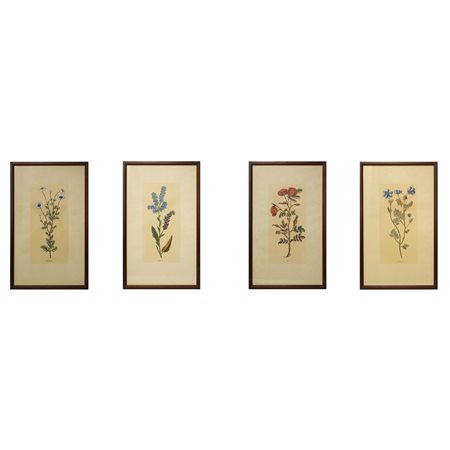 N°4 Incisioni raffiguranti; cliffortia, rose, anemone e buphtalmo, fine 19° secolo