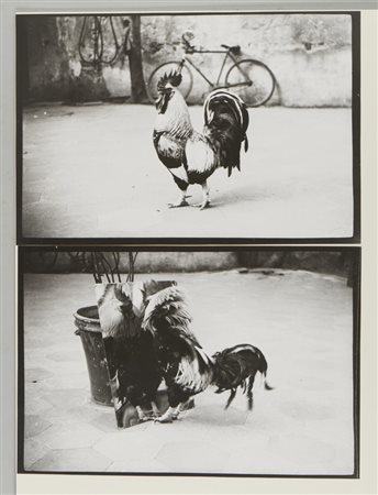 LOCCI BRUNO (1937 - 2010) - IL GALLO DI GALLURA.