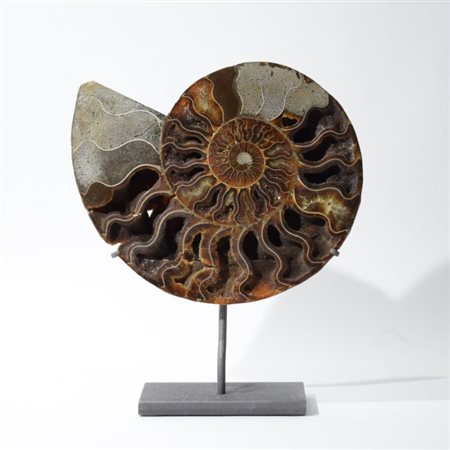 Ammonite fossil on stand