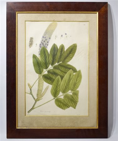 A large botanical print