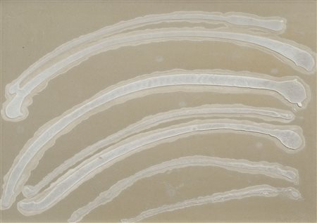 PIER PAOLO CALZOLARI
Senza titolo, 1966