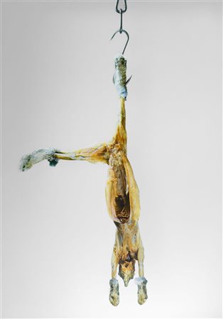 MICHELANGELO PISTOLETTO
Coniglio, 