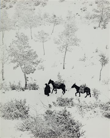 Fulvio Roiter (1926 - 2016)  - Umbria, 1955