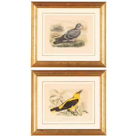  
Lotto di 2 incisioni acquerellate rappresentanti uccelli 
 cm 21,5x17; con cornice cm 35,5x31