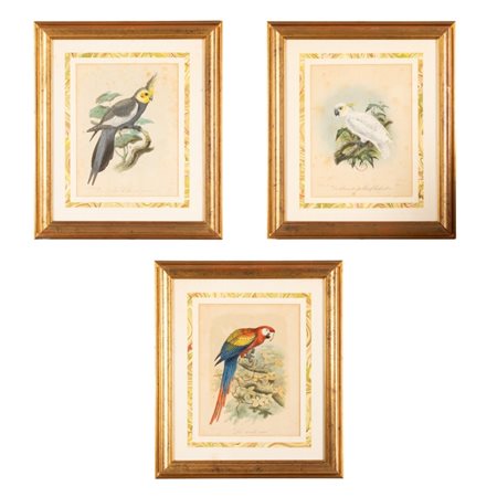  
Lotto di 3 incisioni acquerellate rappresentanti pappagalli 
 cm 22x16,5; cm 29,8x24,5; cm 35,5x31