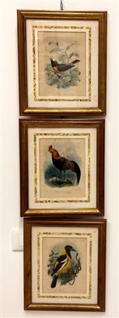  
LOTTO DI 3 INCISIONI ACQUARELLATE RAPPRESENTANTI UCCELLI   
 cm 21,5x17; con cornice cm 35,5x31
