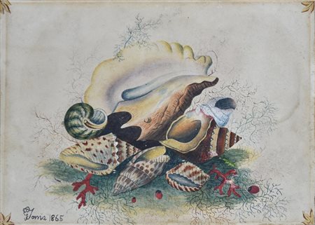Gioacchino Toma NATURA MORTA CON CONCHIGLIE, 1865 acquarello su carta, cm...