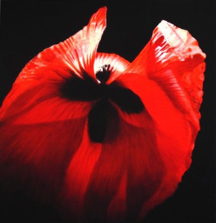 Carlo Ferrari, 'Studio in rosso scarlet 2', 2021