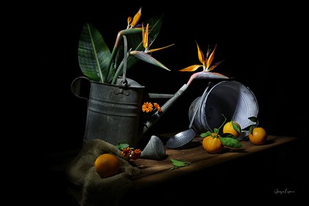 Giorgio Lupano, 'Ciclo della vita', 2025