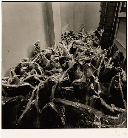 Joan Fontcuberta Nascita: 1955, Senza titolo