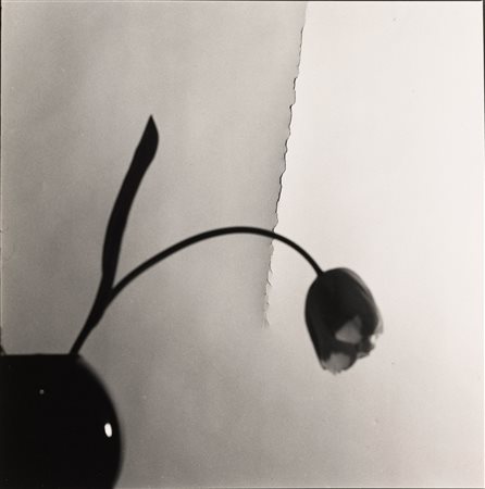 Toni Catany 1942-2013, La tulipa de l’esqueio