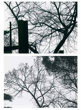 Abbas Gharib 1942-2025, lotto di due fotografie, Trees