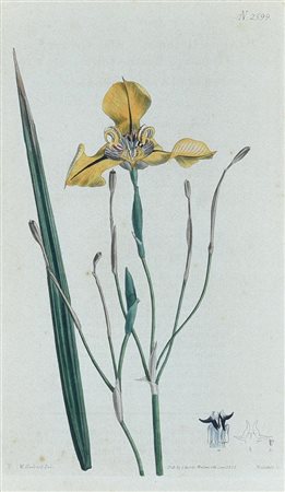 SENZA TITOLO, Londra 1815-1820 incisione all'acquaforte con acquarellatura...