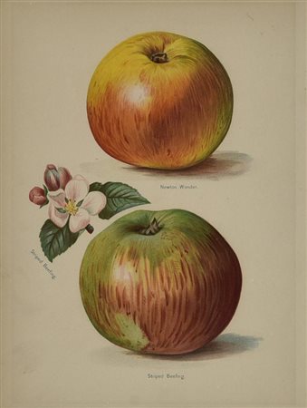 NEWTON WONDER, STRIPED BEEFING, Londra 1850 circa cromolitografia, cm 50x45...