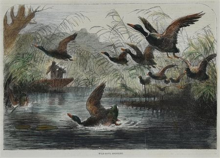 WILD-FOWL SHOOTING, 1858 silografia con acquarellatura coeva, cm 28x48 (con...