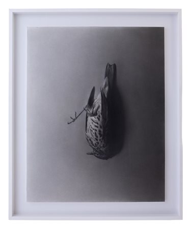 Matteo Roversi - "La singolarita' del tordo"